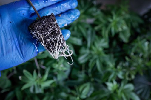 Why outdoor cannabis farms are sprouting in Massachusetts