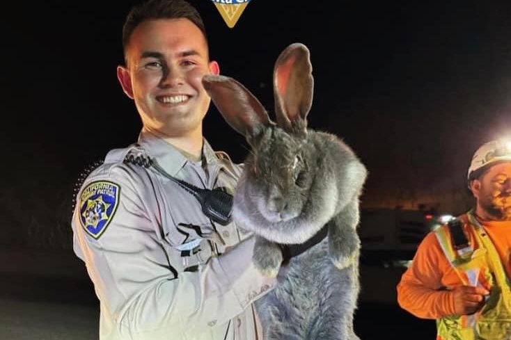 Massive, 26-pound rabbit rescued from California highway