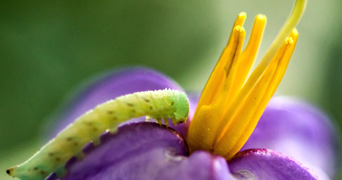 Poisonous 'super weed' created by frequent mowing