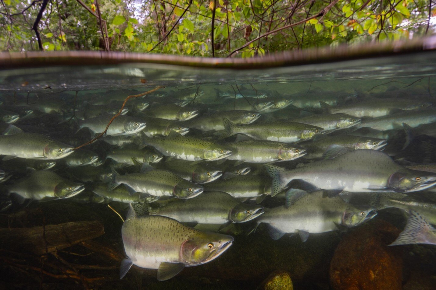 Schooling fish expend less energy in turbulent water compared to solitary swimmers, study finds