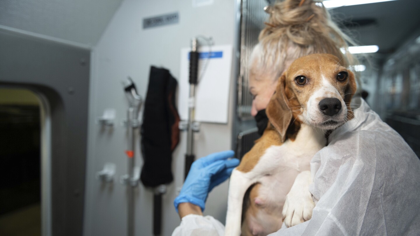 Company that bred beagles for research pleads guilty to neglect, ordered to pay record $35M fine