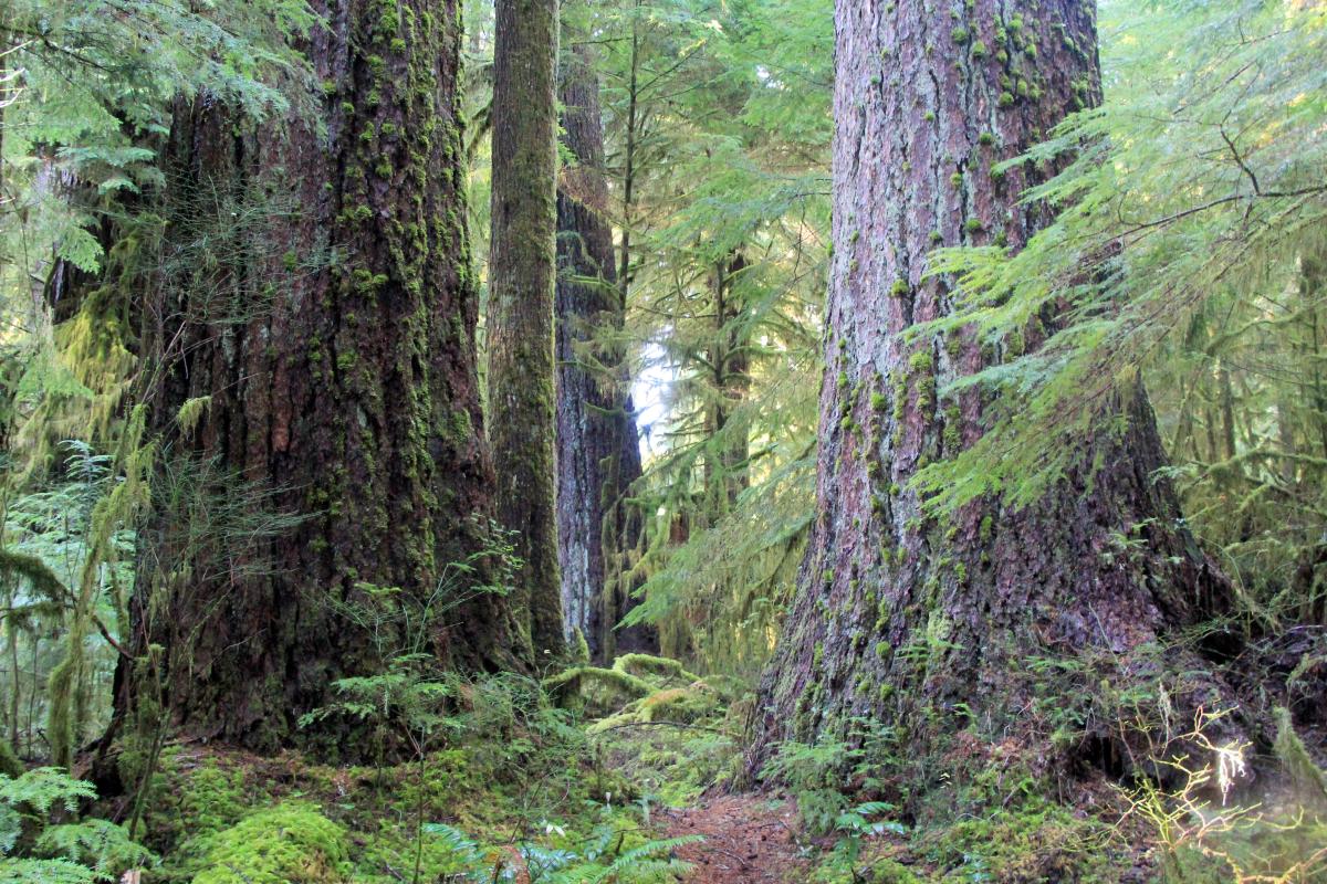 Valley of the Giants, home to some of Oregon’s largest trees, closed by huge debris flow