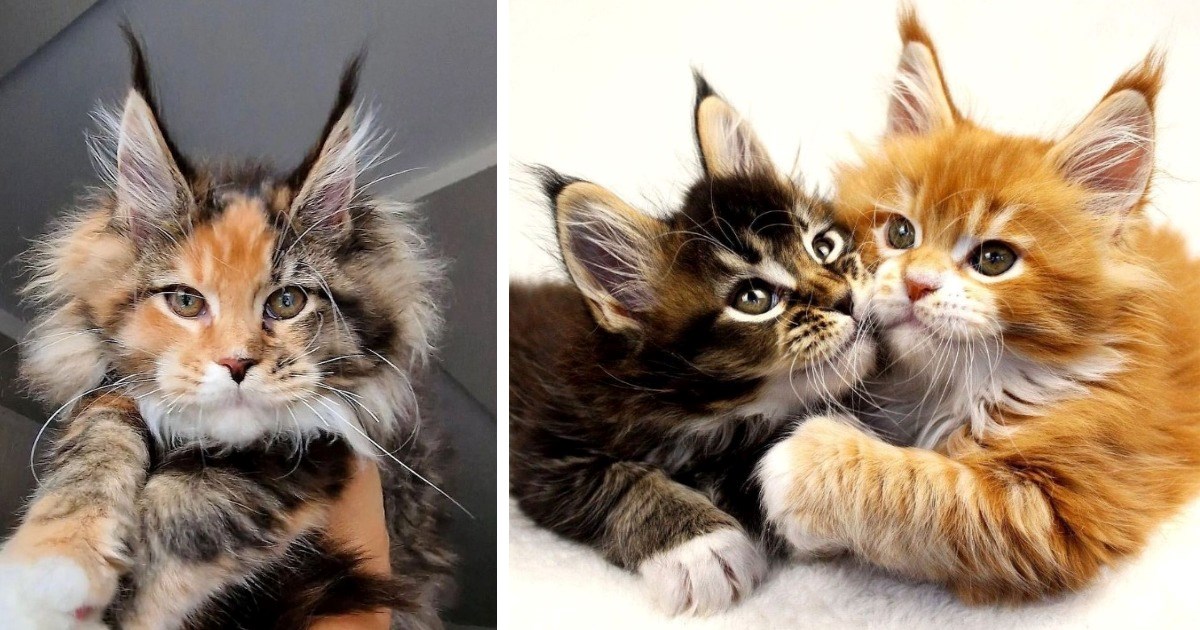 Large and in Charge: Purrfect Pictures of Majestic Maine Coon Cats for Feline Enthusiasts