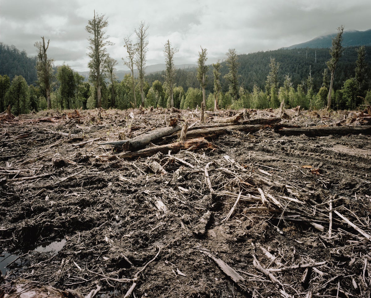 An Autonomous Logging Machine Could Make Forestry Safer