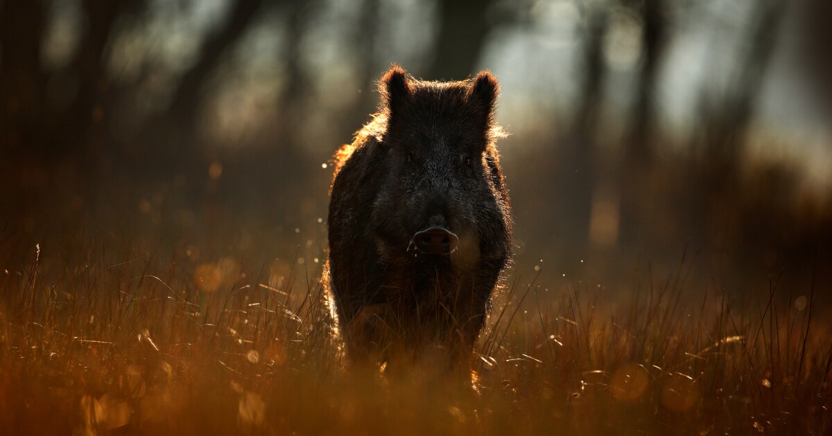Boar war: 250-pound 'super-pigs' are rampaging toward the US border
