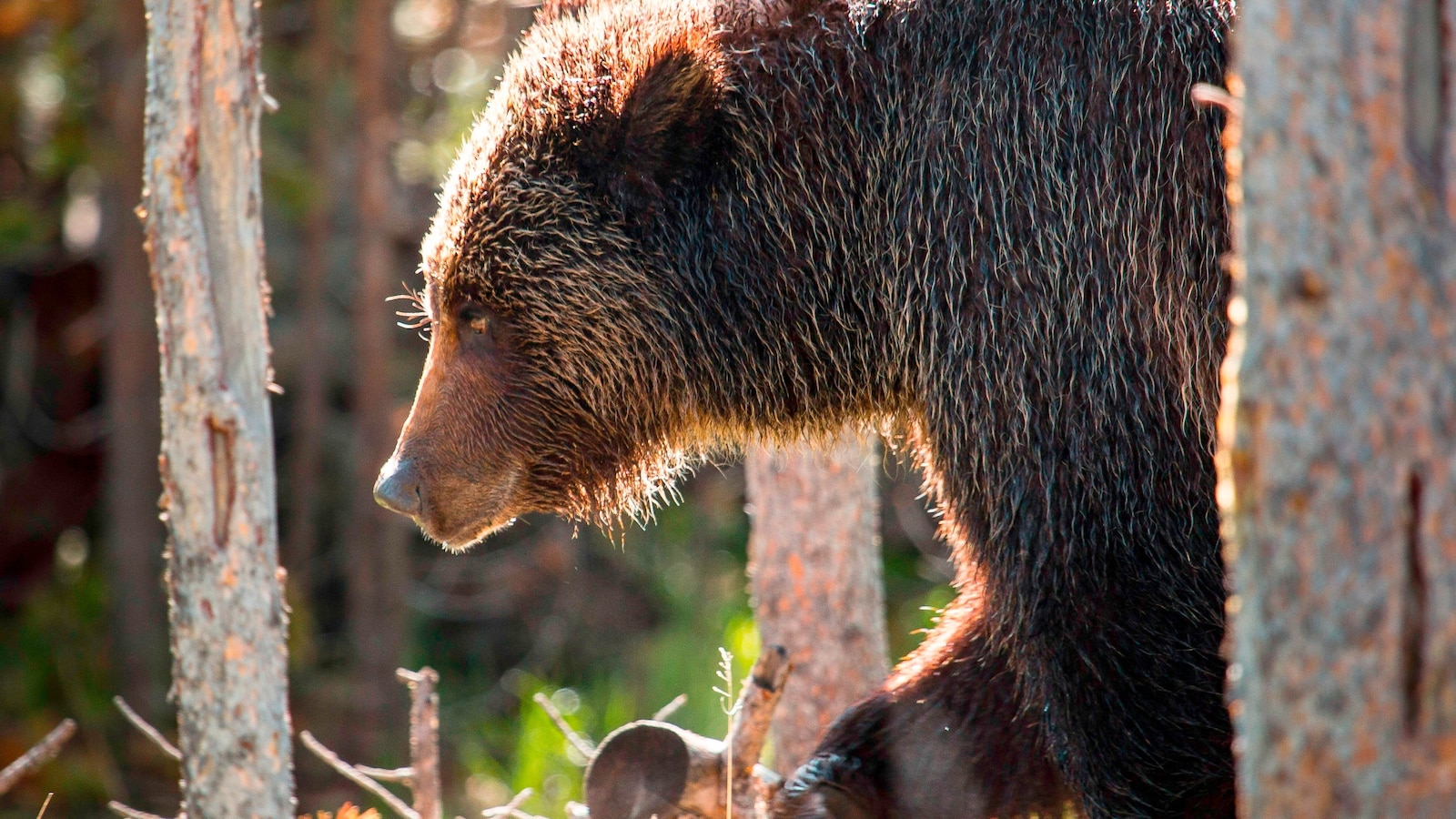 35-year-old man survives grizzly bear attack after encountering 2 at national park