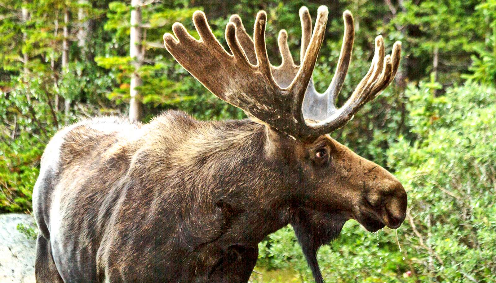 Parasitic worm in moose brains adds to species decline