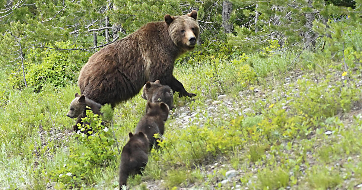 Hiker mauled by grizzly in Wyoming played dead; bear won't be pursued