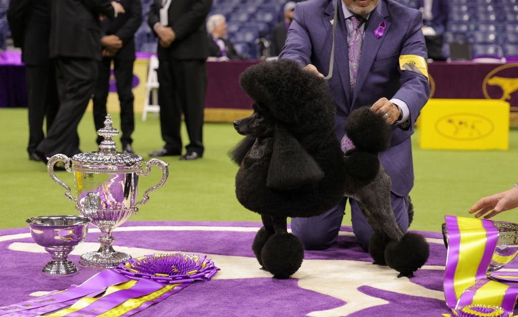 The 2024 Westminster Dog Show in Photos: Sage the Miniature Poodle Fetches Top Prize