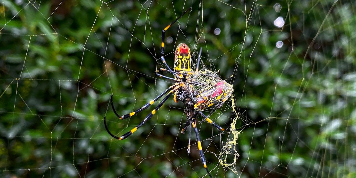 What you need to know about the giant, 'flying' spiders spreading over the eastern US
