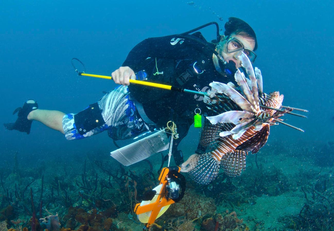 How To Check On Coral Reef And Sharks In The Dominican Republic?