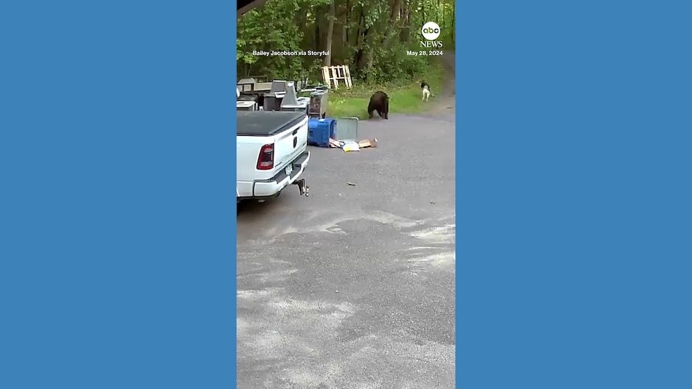 WATCH: Bear chases dog down driveway