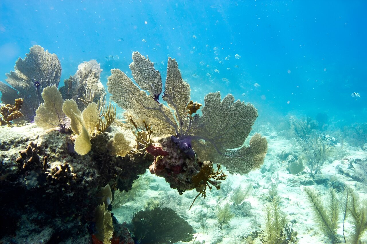 Global coral bleaching event expanding to new countries: Scientists