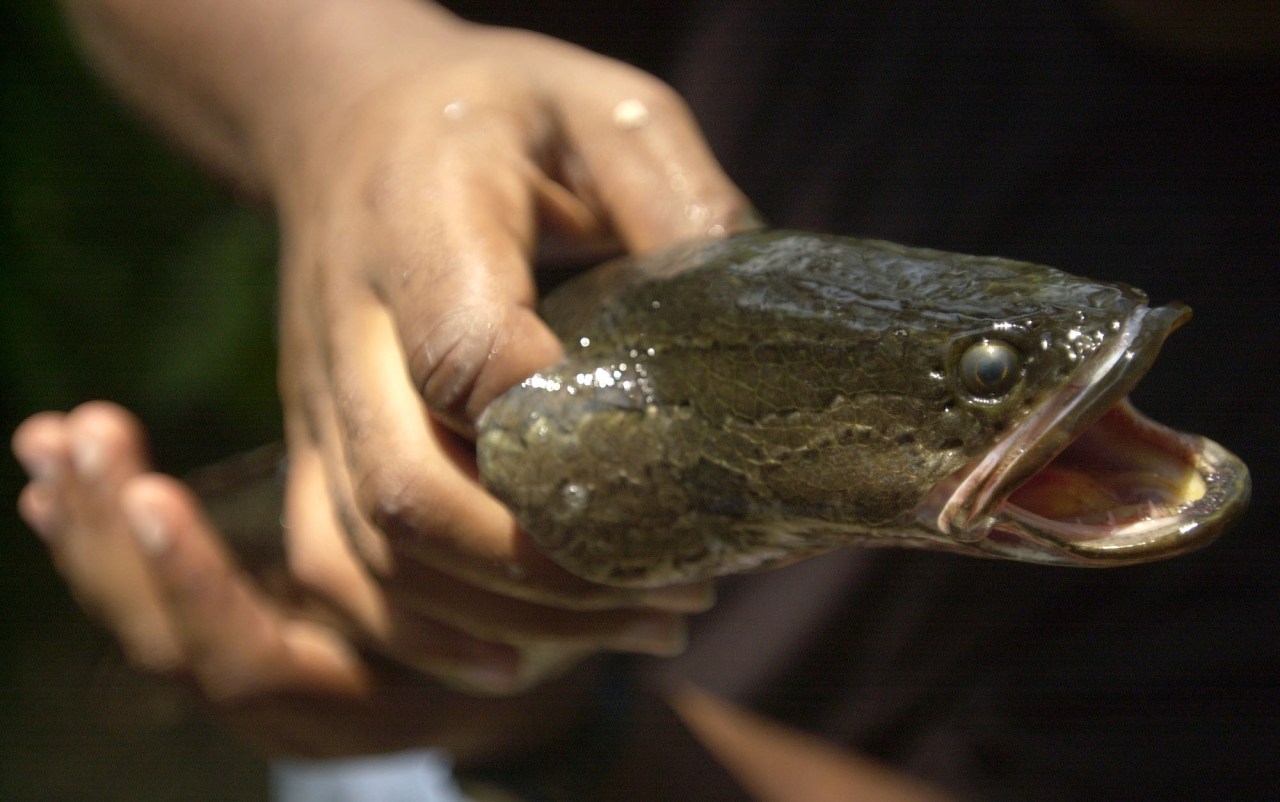 Missouri Conservation says invasive snakehead sightings rise