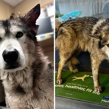 Malamute surrendered to shelter after sibling attack looks for forever home