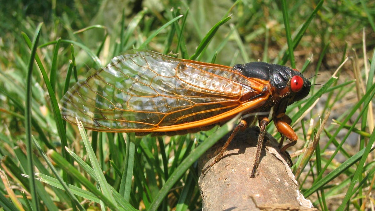 Is your car cicada-proof? Here's what you need to do