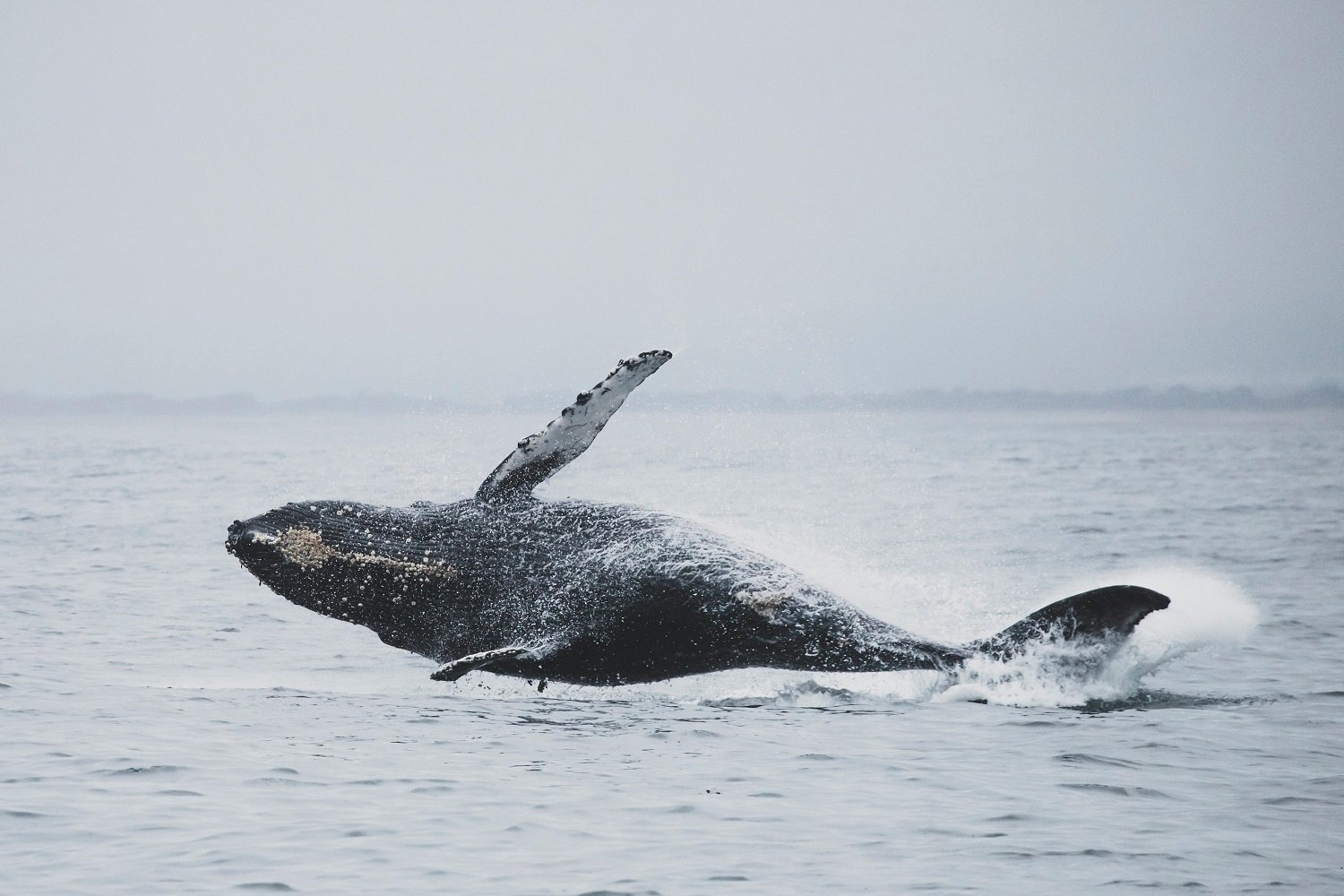 L’incroyable histoire de ces scientifiques qui ont “discuté” avec une baleine