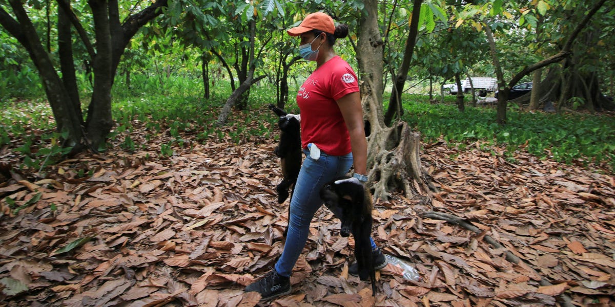 A brutal heat wave in Mexico is causing monkeys to drop dead from trees