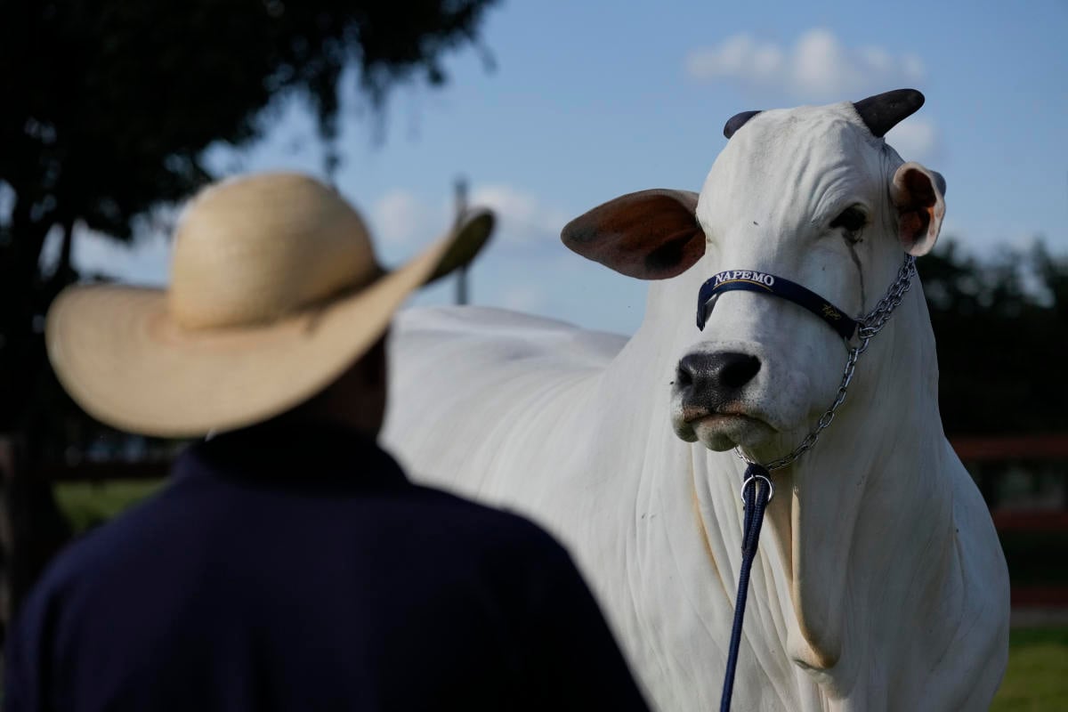 She's the world's most expensive cow, and part of Brazil's plan to put beef on everyone's plate