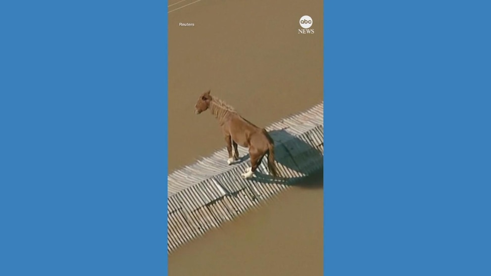 WATCH: Horse rescued after being stranded on rooftop amid flooding in Brazil