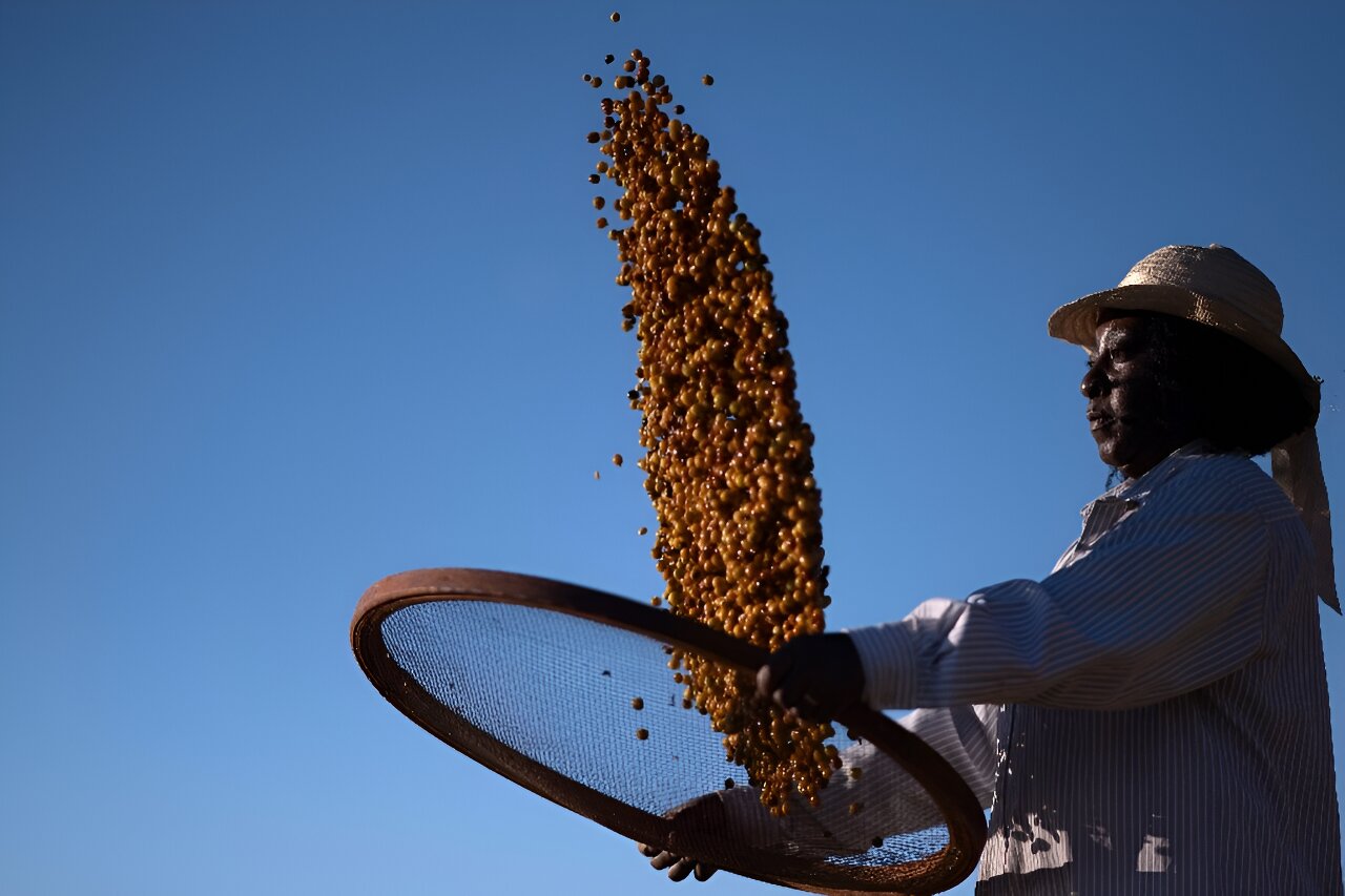 Black farmers in Brazil changing views on coffee production