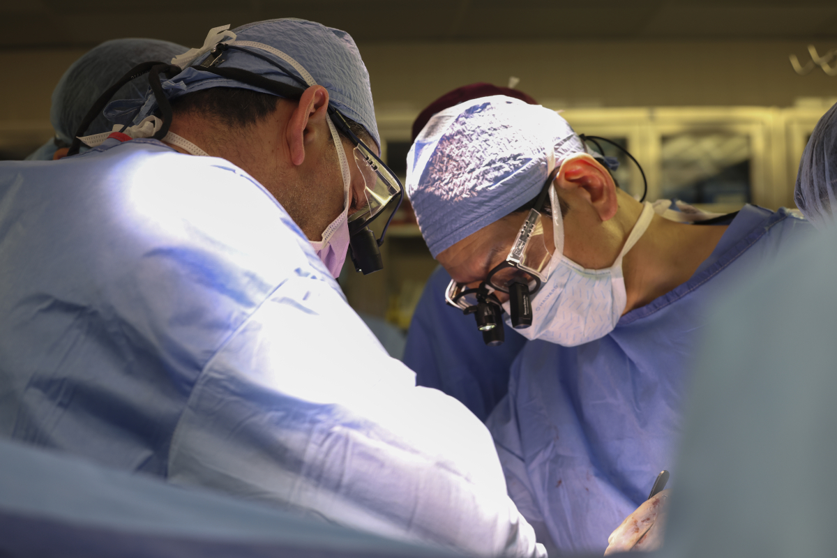 Xenotransplantation: Erster Patient mit genveränderter Schweineniere gestorben