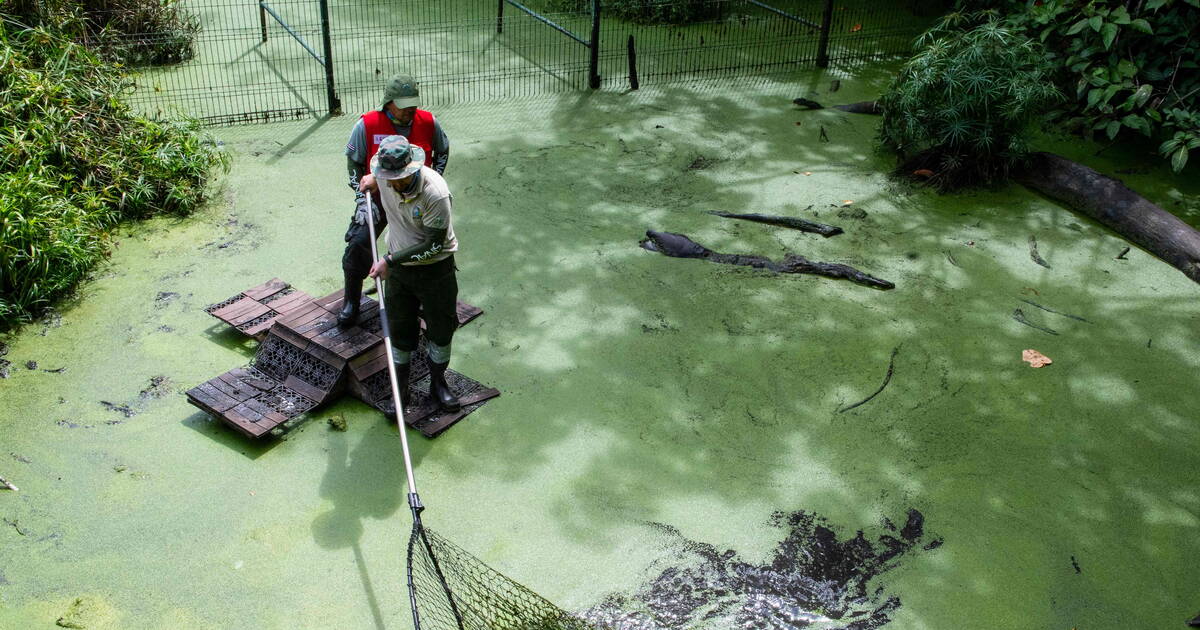 Le Costa Rica ferme ses deux derniers zoos d’Etat, 300 animaux transférés dans les refuges