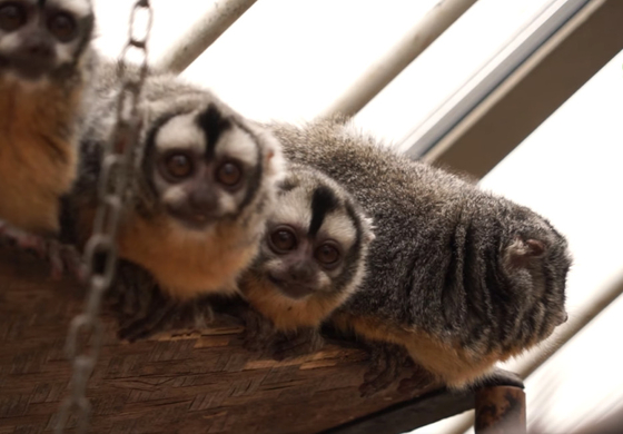 "Az állami állatkertek nélküli országgá válás útján járunk" – Costa Ricában végleg bezárták az állatkerteket￼