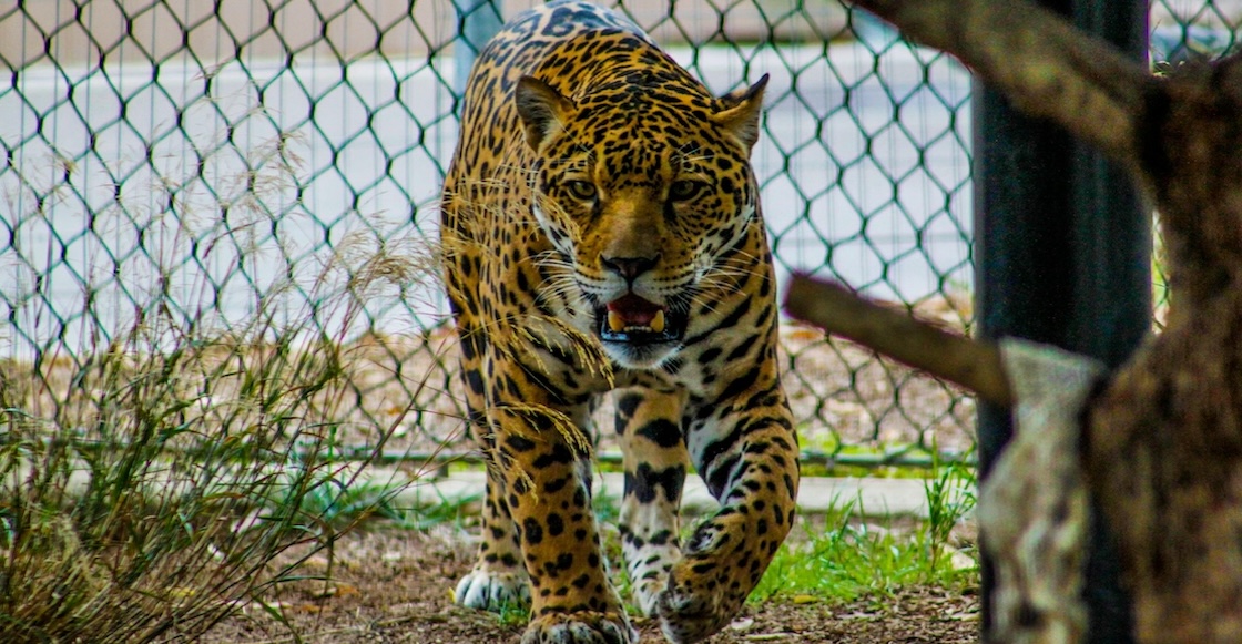 ¿Por qué Costa Rica ya no quiere animales en los zoológicos?