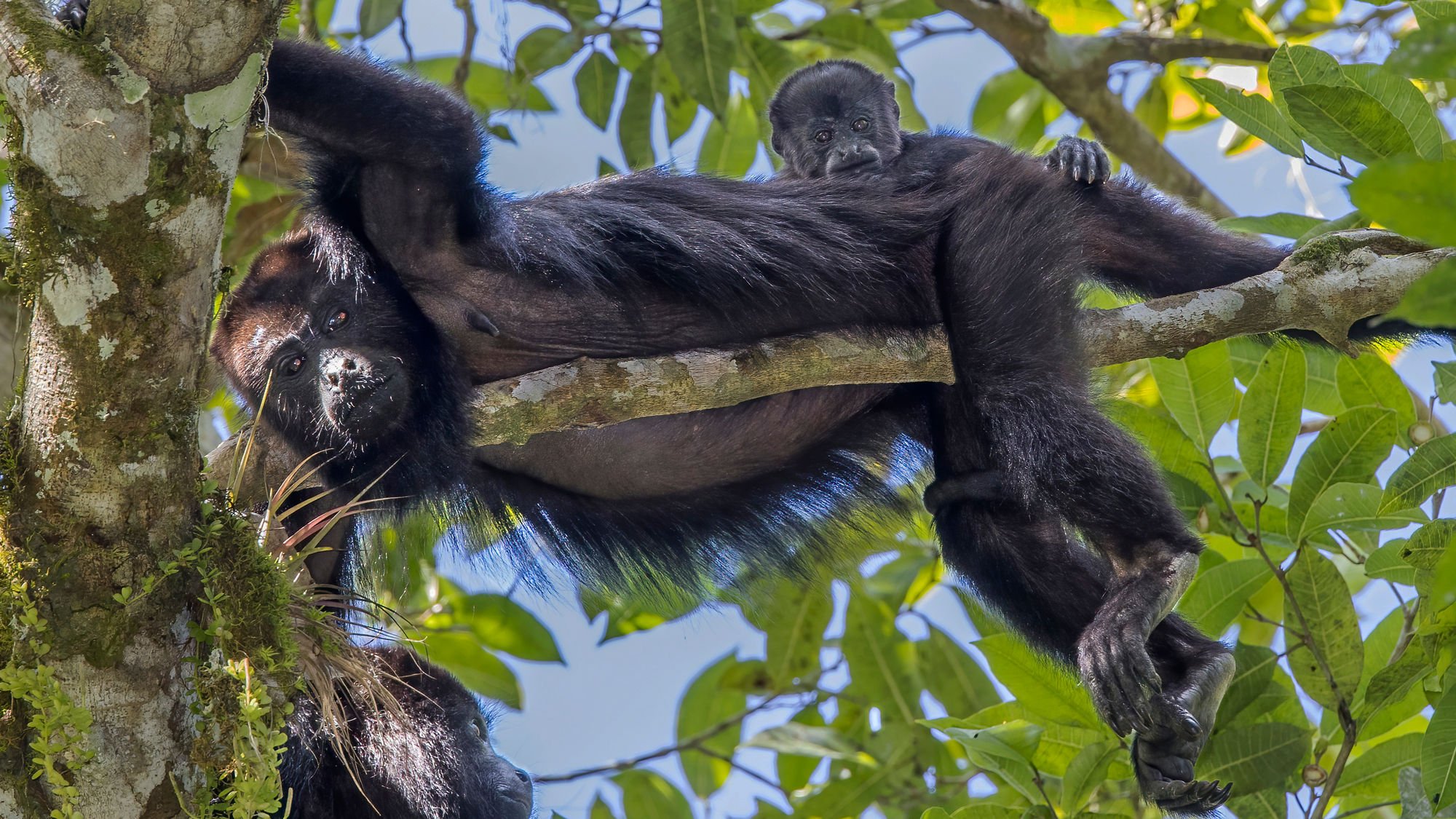 La ola de calor está matando a los monos aulladores en la selva de México