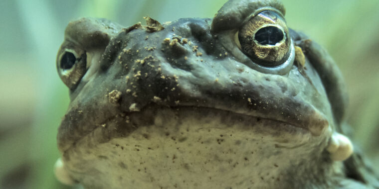 Chemical tweaks to a toad hallucinogen turns it into a potential drug