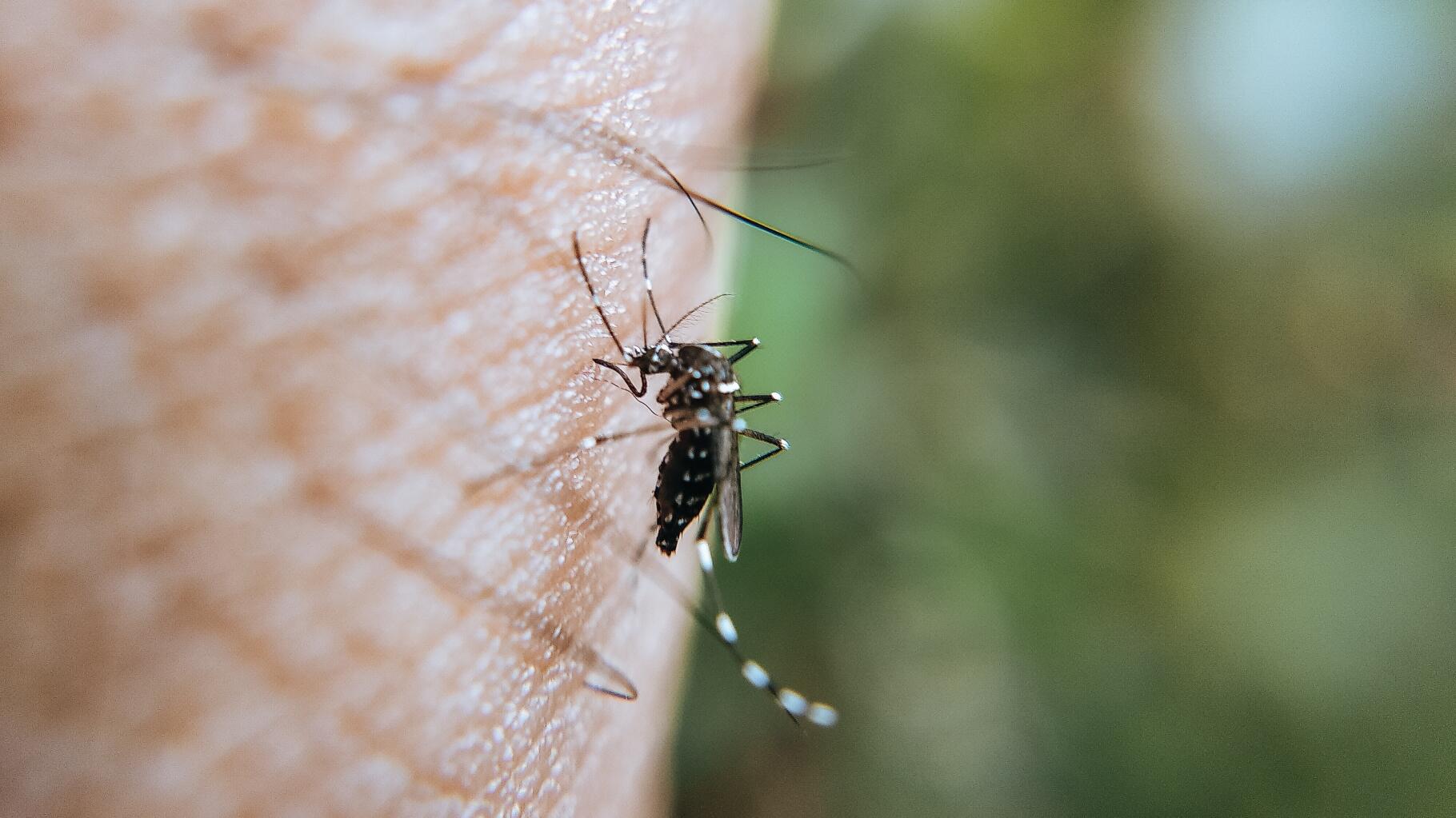 Dengue : quels symptômes et comment prévenir la maladie transmise par le moustique tigre ?