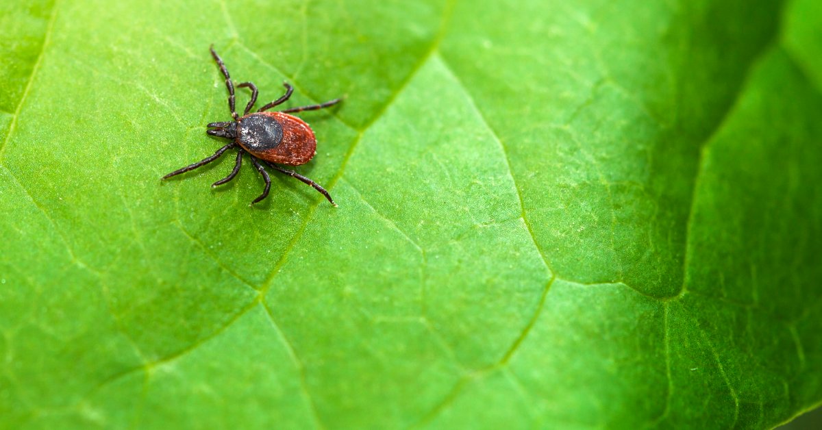 Here’s Exactly What to Do If You Find a Tick on You