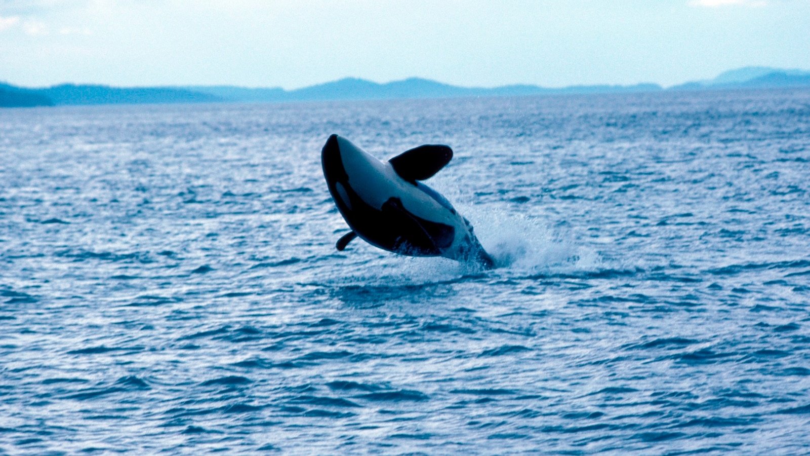 Scientists have figured out why killer whales are smashing up luxury yachts:...