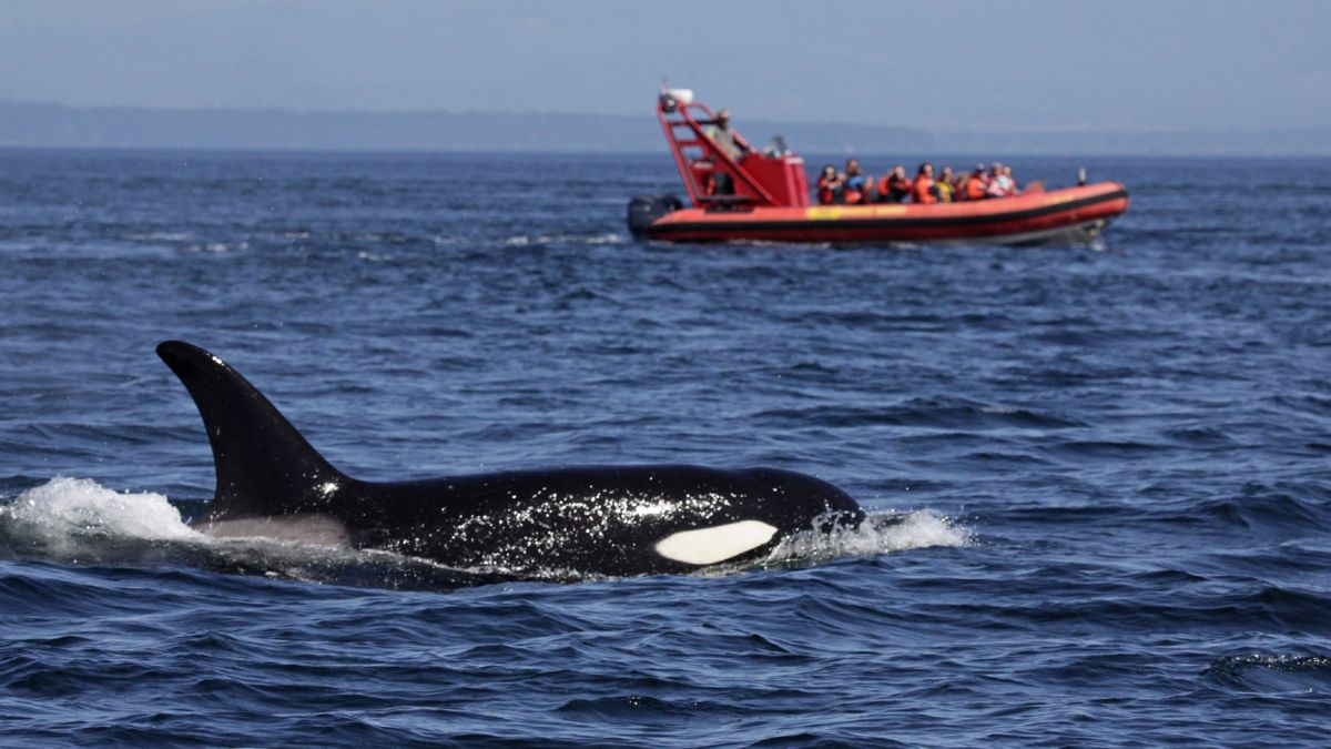 Orcas have attacked and sunk another boat in Europe — and experts warn there could be more attacks soon