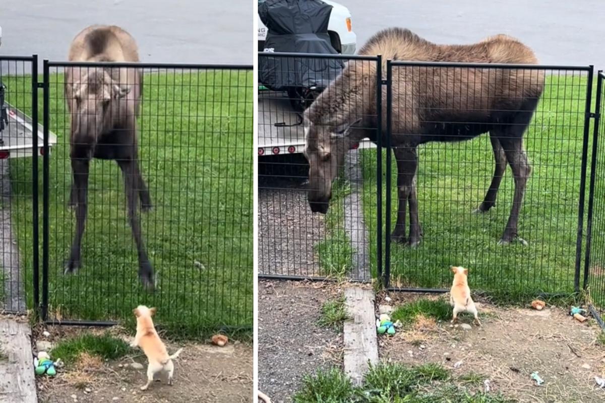 Viral Moose, Chihuahua Encounter is the Love Story We Need