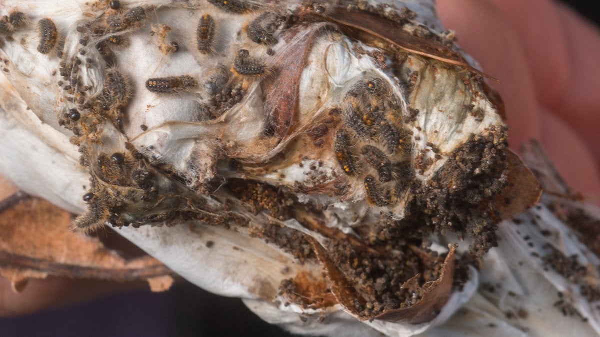 Browntail moth found in NH for first time in 75 years