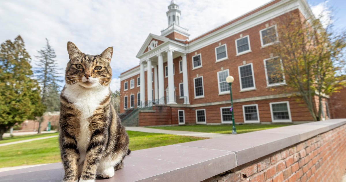 College honors popular campus cat with "doctor of litter-ature" degree