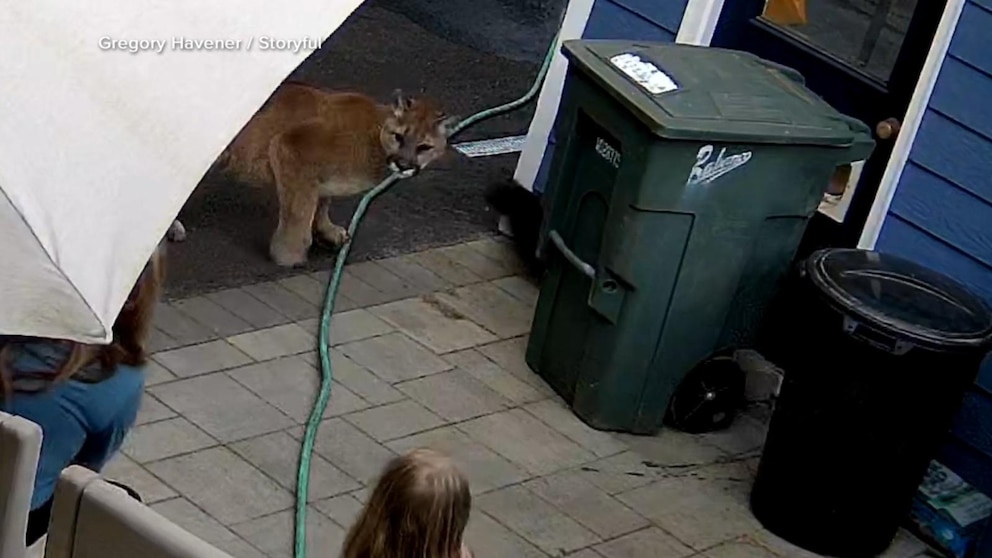 WATCH: Family has encounter with cougar in backyard of home