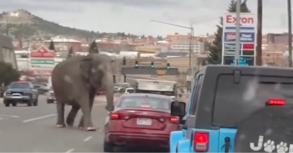 Montana Motorists Sit In Awe As They Watch An Elephant Cross The Road