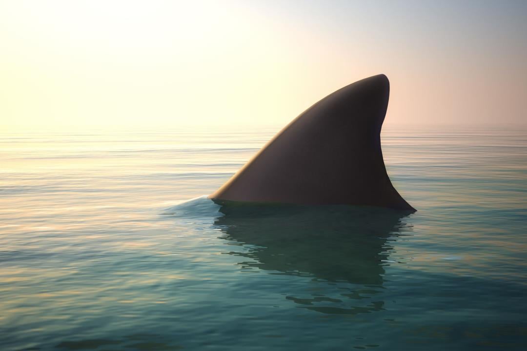 Teen Acts on 'Instinct' During Texas Shark Attack