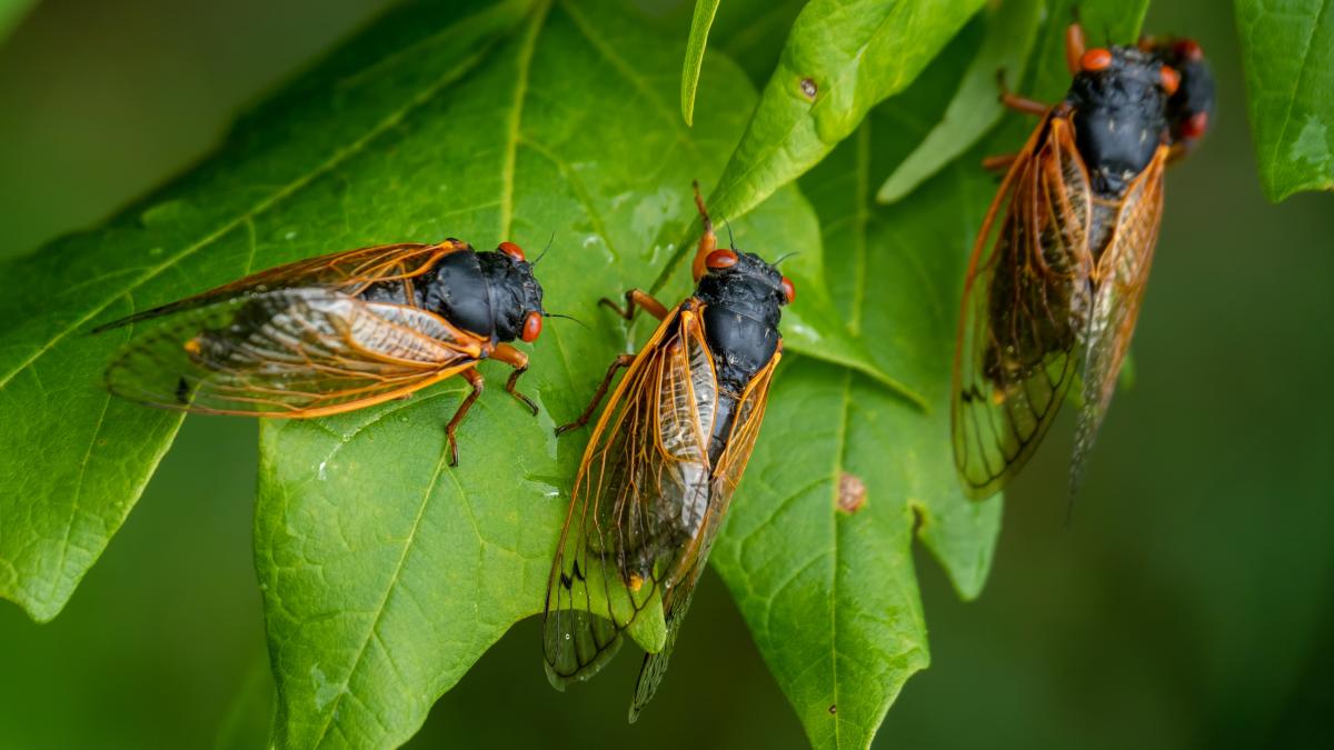 Historische Insektenplage – Sheriff muss besorgte Bürger beruhigen