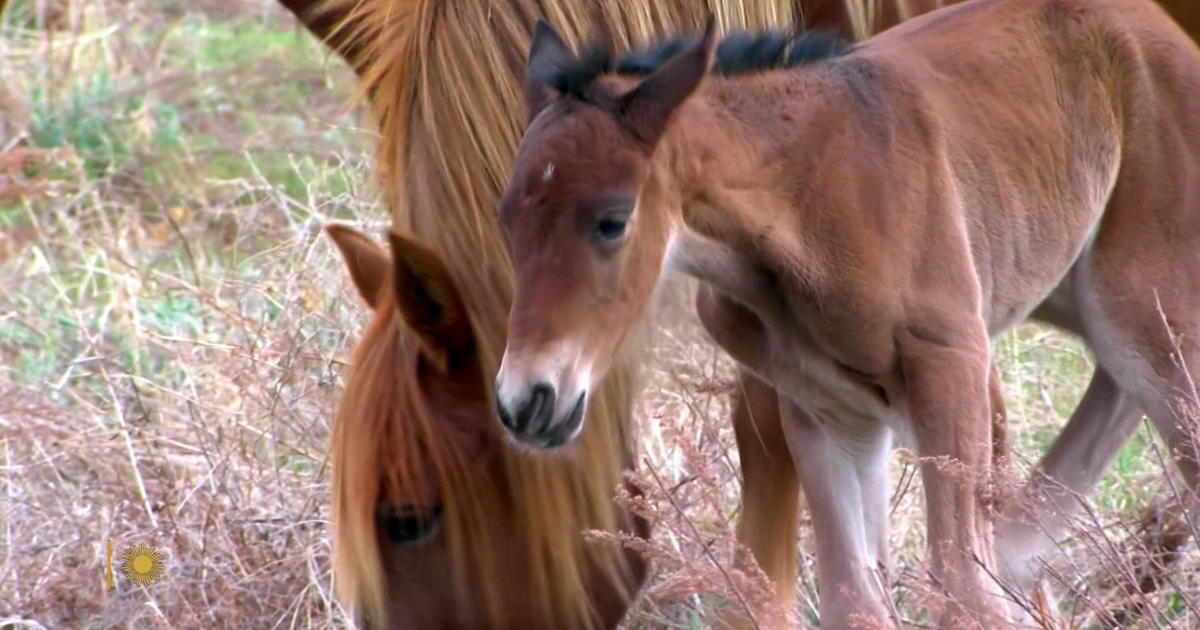 Nature: Mustangs in South Dakota