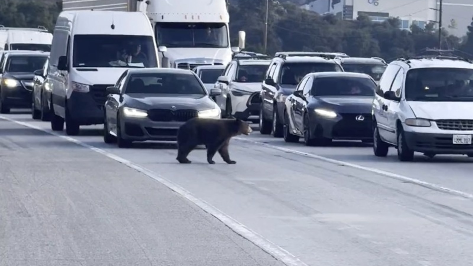 Southern California traffic brought to standstill after bear wanders onto freeway