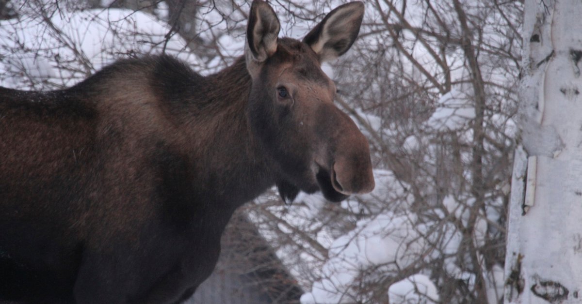 Moose Kills Alaska Man Attempting to Take Photos of Her Calves