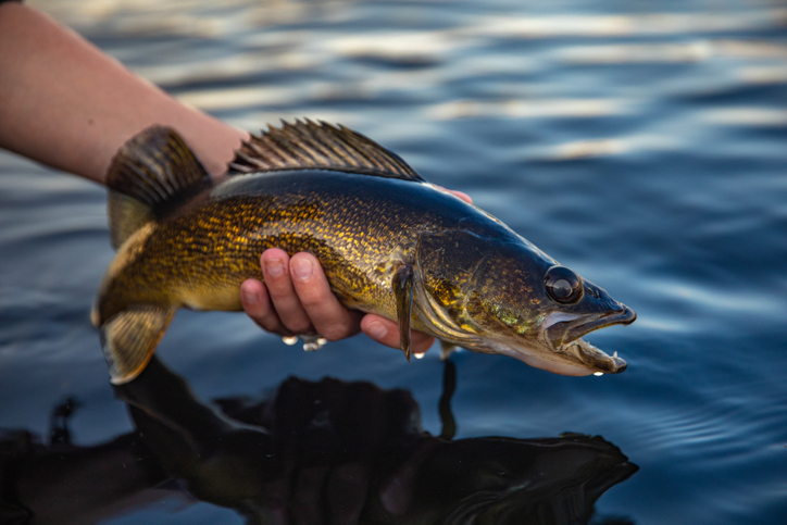 See this fish at Strawberry Reservoir? Kill and report it, say officials