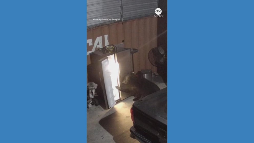 WATCH: Bear finds nothing to eat in Florida garage fridge