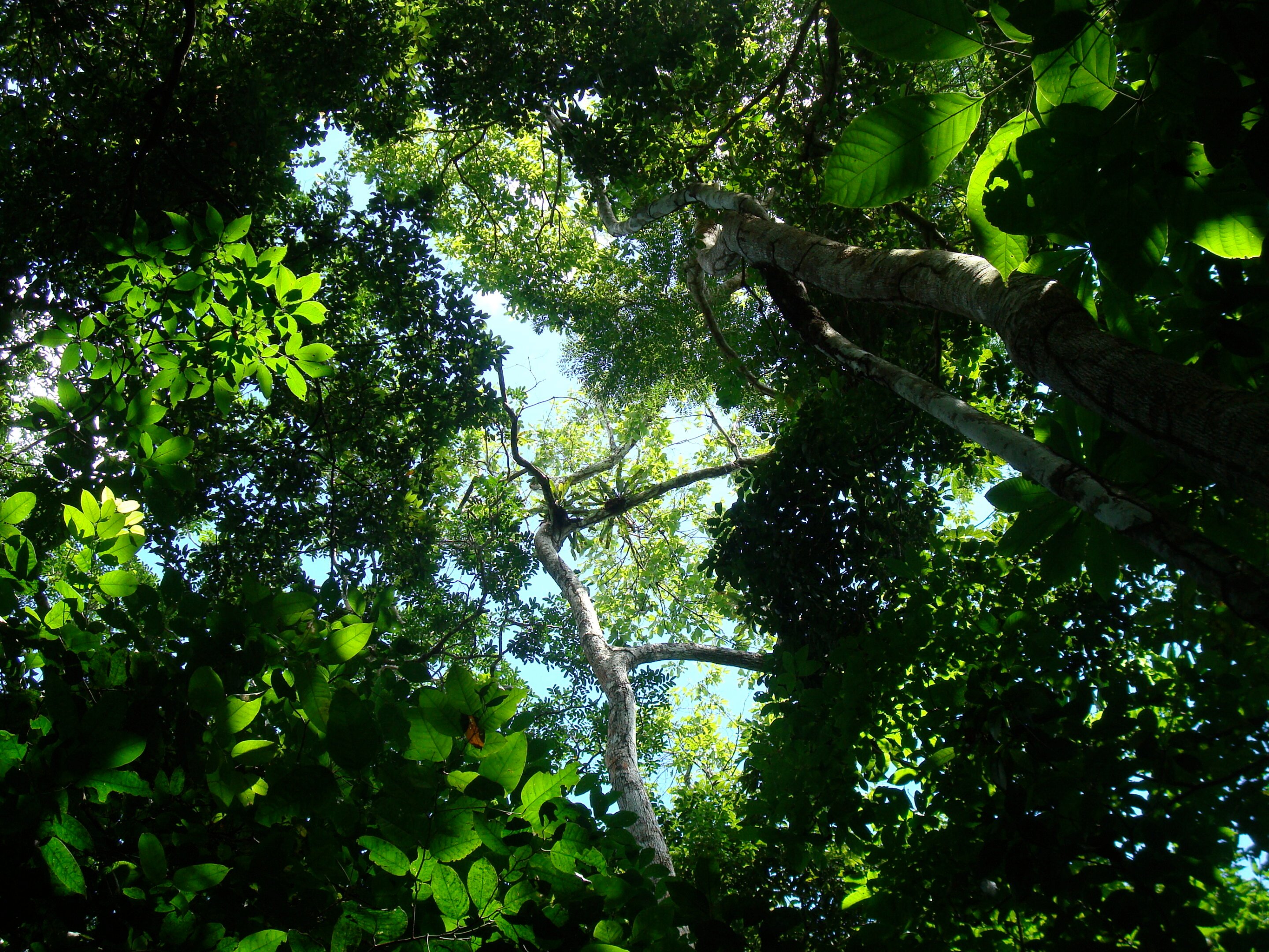 Tropical forests adjust strategies to thrive even when soils are nutrient poor, large field experiment shows