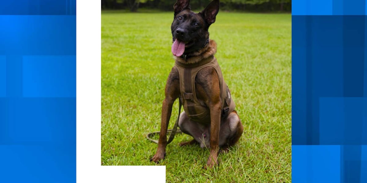 SC K-9 officer killed in action in Newberry County, state agents confirm