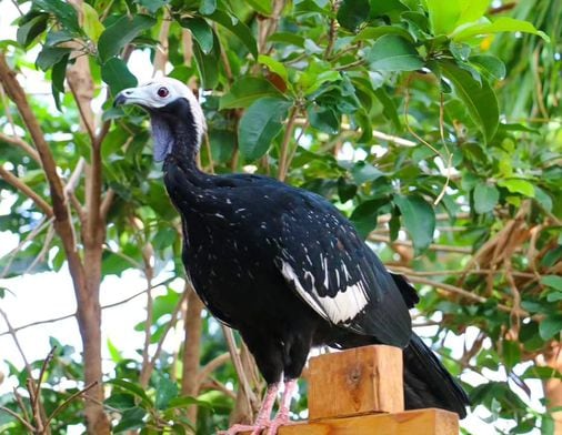 Providence zoo seeks return of two runaway exotic birds